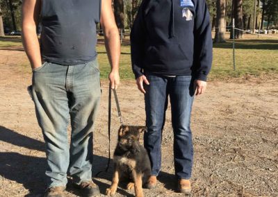 veteran service dog training for ptsd support